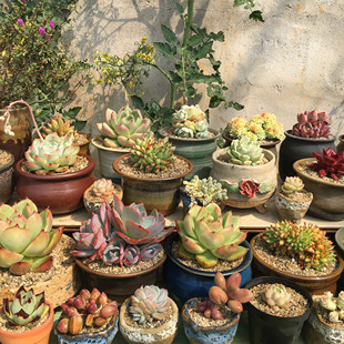 无肉不欢 直播间 百十个位自助付款链接