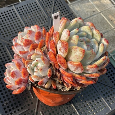 无肉不欢 雪天使橙梦露 自然群生5年生老桩 一物一拍多肉0227更新