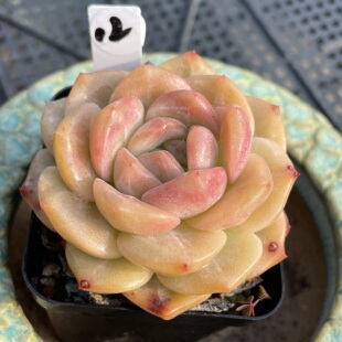 无肉不欢 红琥珀 一物一拍 多肉植物 0410更新