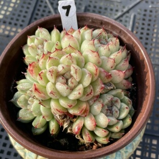 无肉不欢 一物一拍 多肉植物 0313更新 赤水晶3年生老桩自然群生