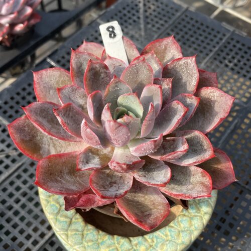 无肉不欢 赫拉 一物一拍 多肉植物 0928更新