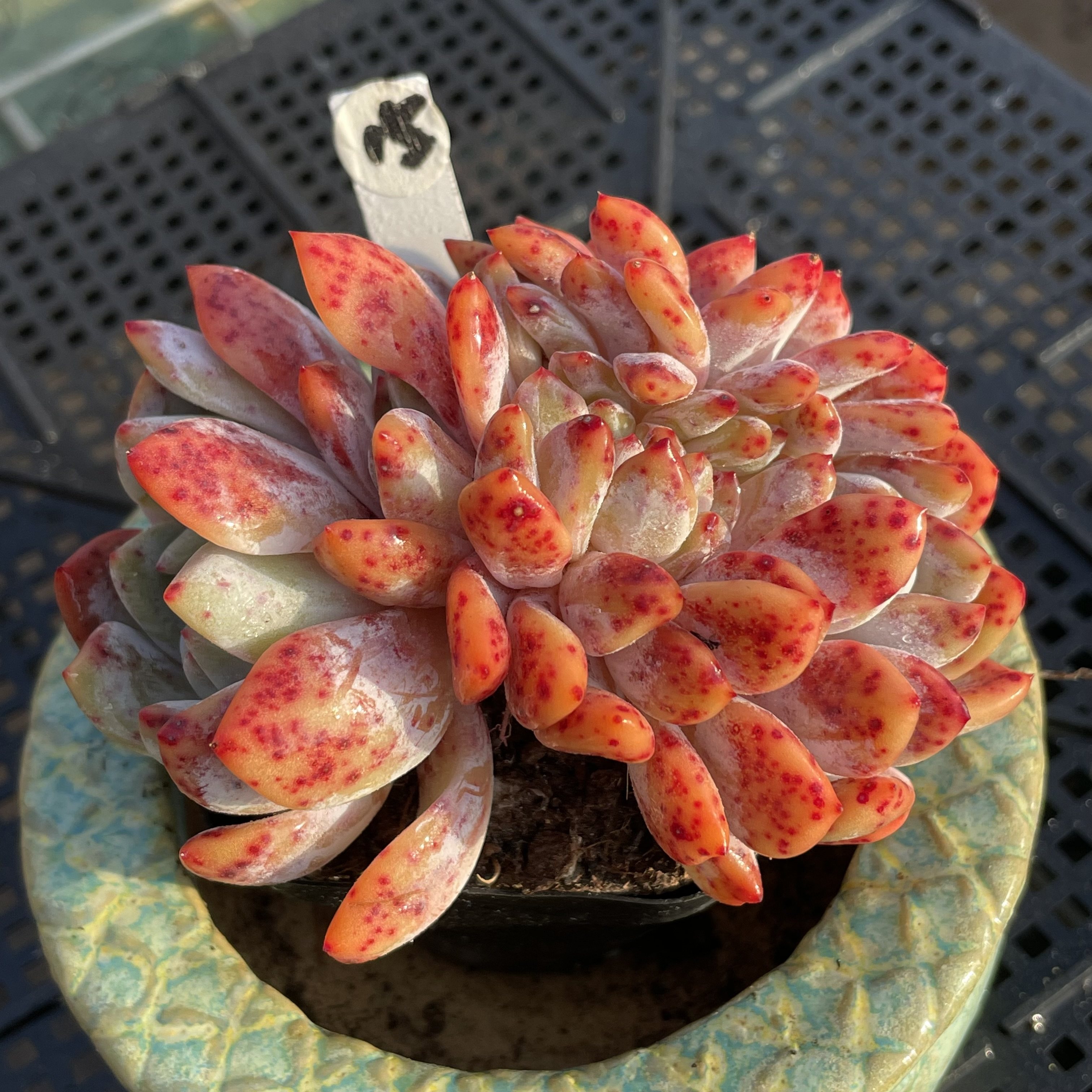 无肉不欢 精品控养雪天使小尺寸 一物一拍 多肉植物 0105更新,鲜花速递/花卉仿真/绿植园艺,多肉植物,淘宝优惠券,粉丝福利购,淘宝优惠卷