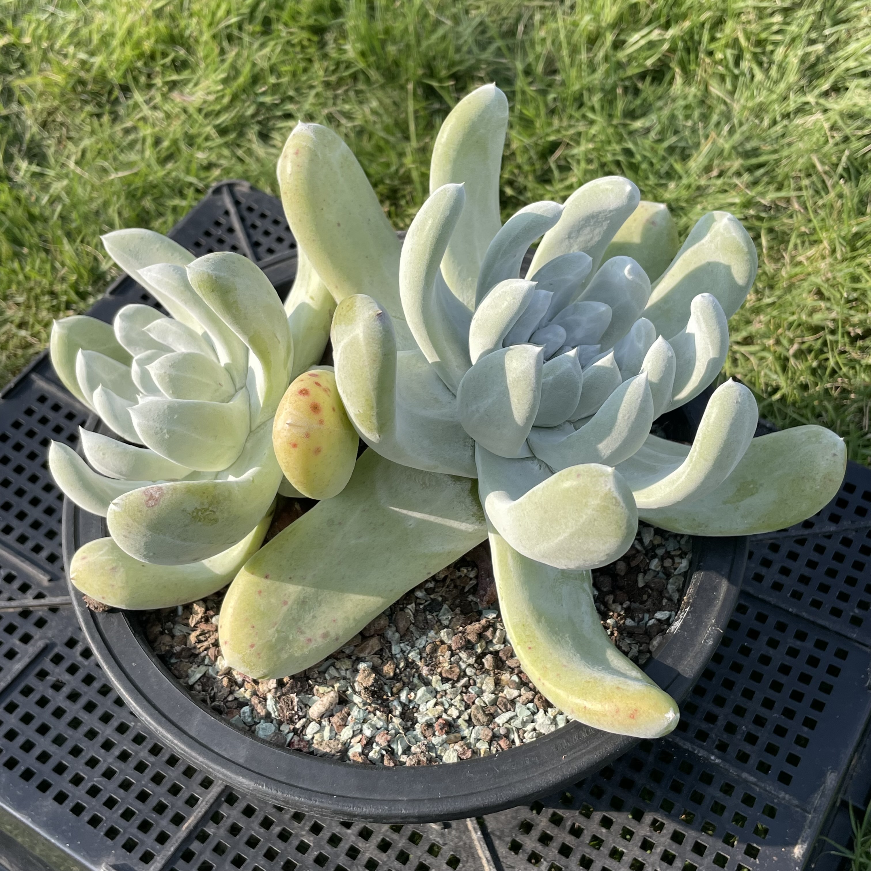 无肉不欢 拇指仙女杯 一物一拍 多肉植物 0930更新