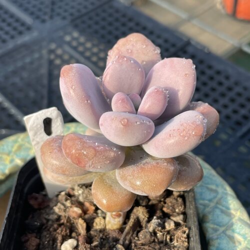 无肉不欢 桃之卵桃蛋 一物一拍 多肉植物 0929更新
