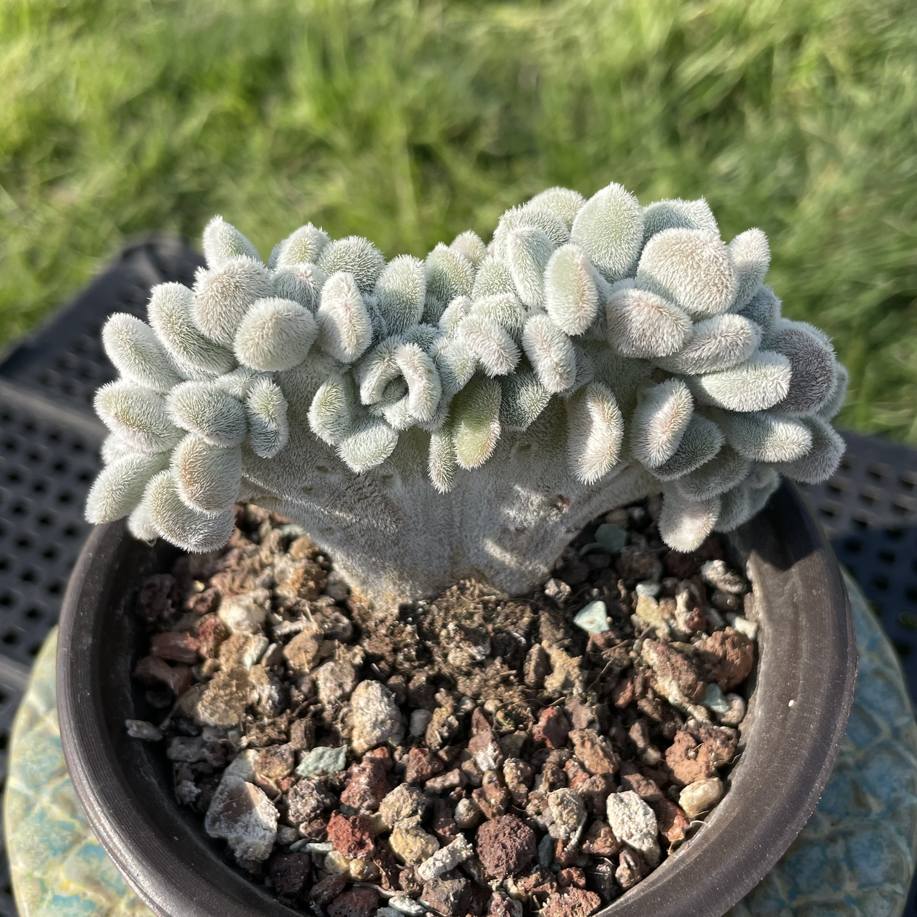 无肉不欢 雪晃星 一物一拍 多肉植物 0930更新