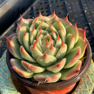 无肉不欢 托斯卡内利 一物一拍 多肉植物 0116更新