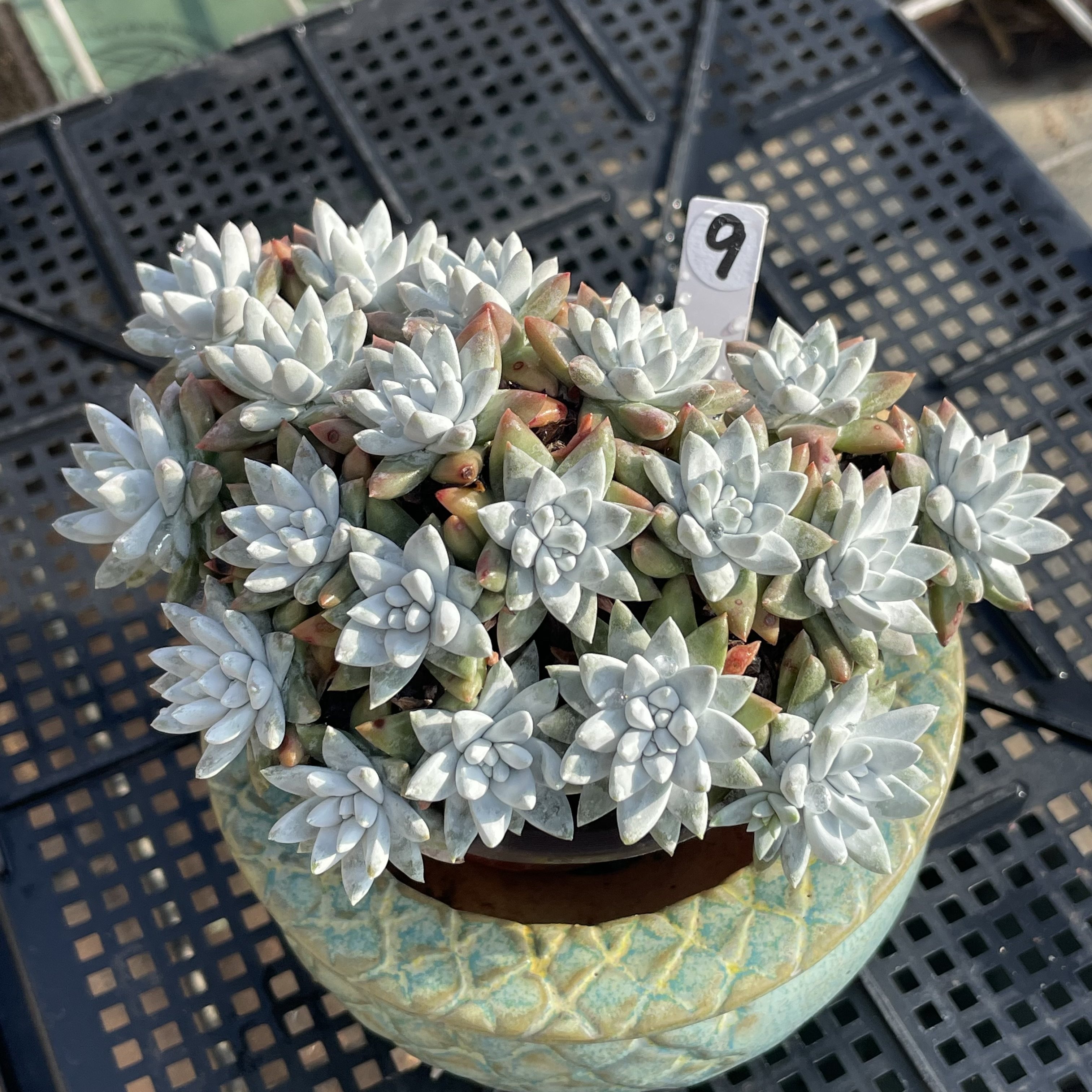 无肉不欢 白菊老桩自然群生  一物一拍 多肉植物 0419更新