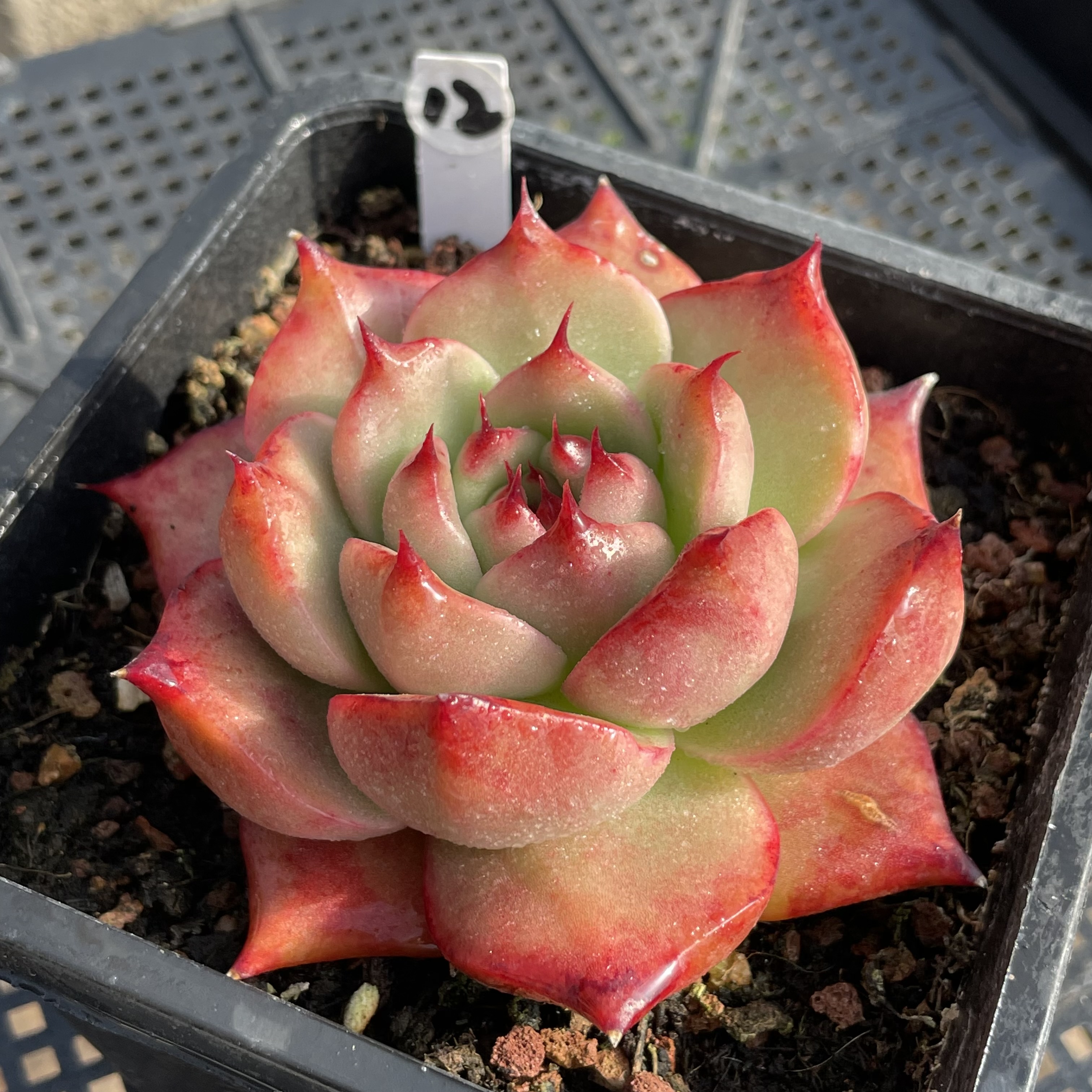 无肉不欢阿姆斯壮多肉植物