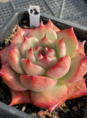 无肉不欢 阿姆斯壮 粉钻 一物一拍 多肉植物 1206更新