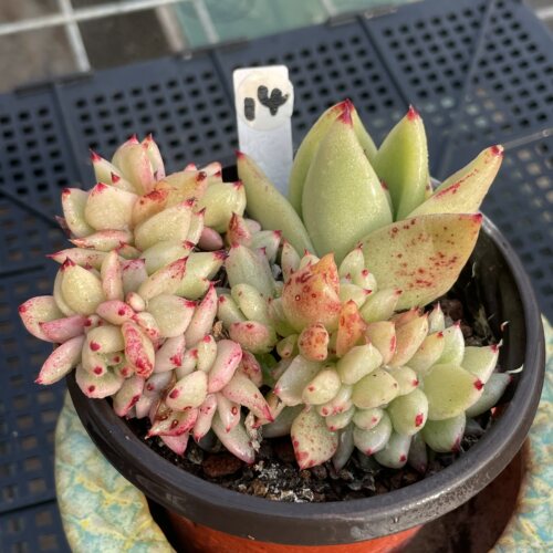 无肉不欢艾克魂锦多肉植物