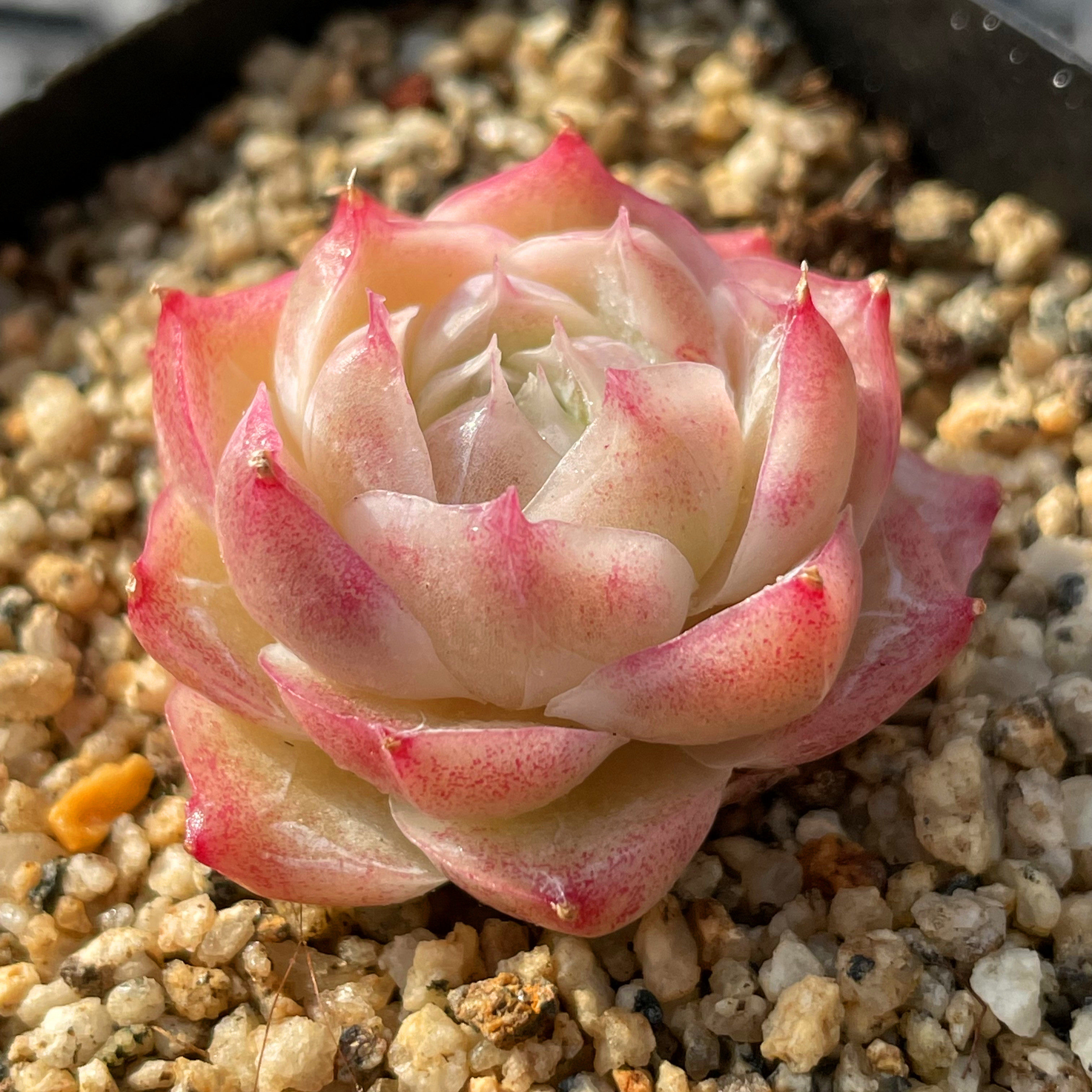 无肉不欢 潘多拉女王  一物一拍 多肉植物 1122