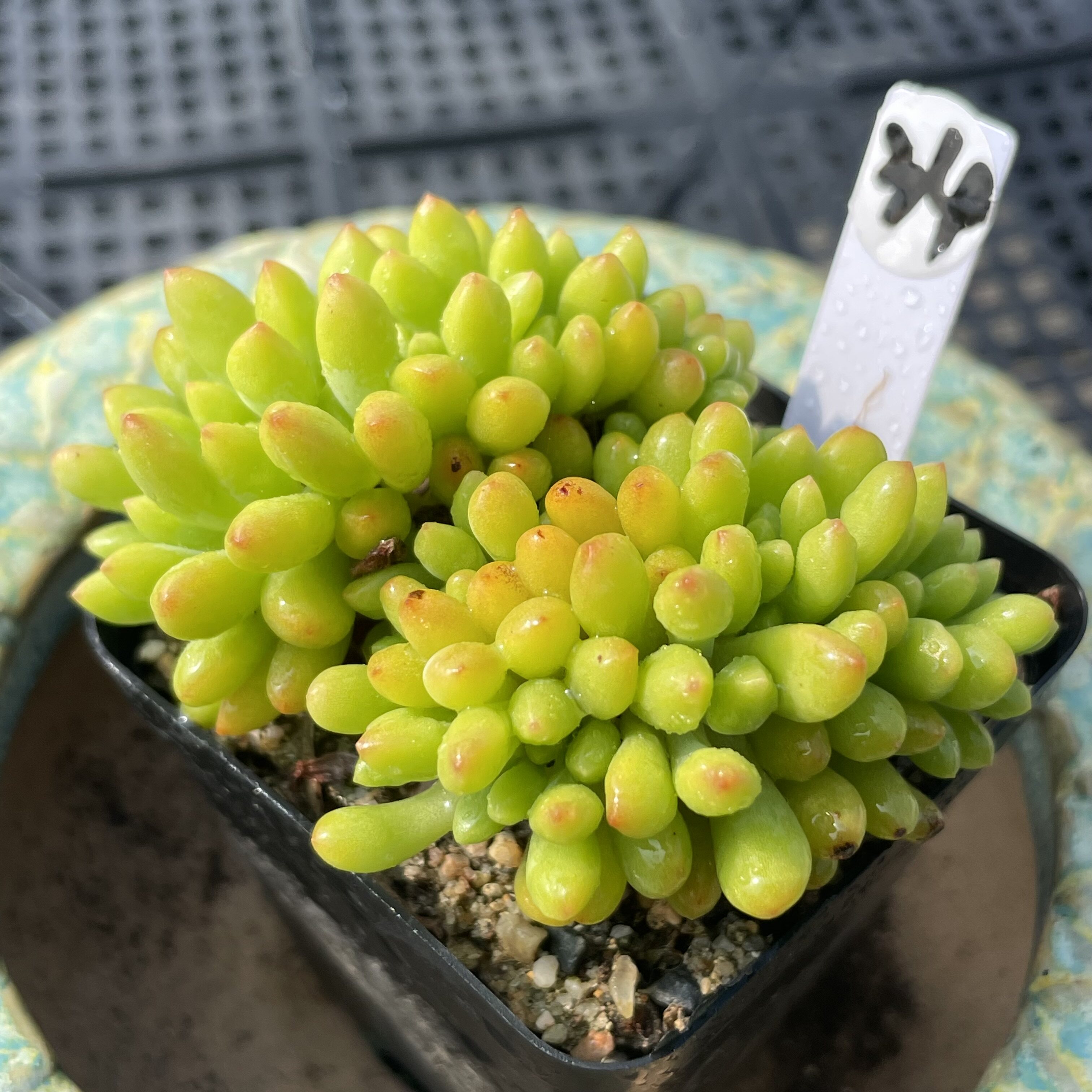 无肉不欢 春萌缀化 一物一拍 多肉植物 0821更新