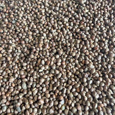 紫苏子黑苏子喂鸟专用带壳鸟食鸟粮鹦鹉文鸟玉鸟丝雀黄雀