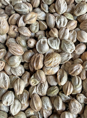 纸壳麻子鹦鹉粮小太阳和尚专用训练奖励零食大颗粒麻籽鸟粮饲料