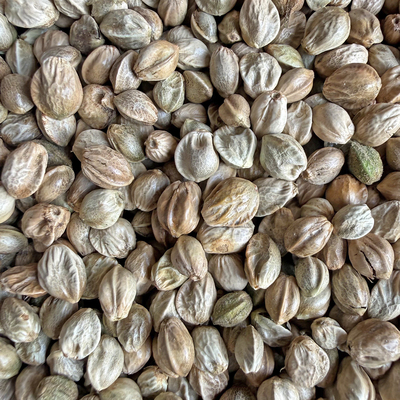 纸壳麻子鹦鹉粮小太阳和尚专用训练奖励零食大颗粒麻籽鸟粮饲料