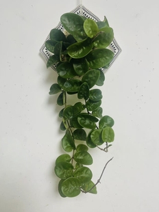 圆叶克林克球兰板植/克林顿清新浅色系可爱小圆叶勤花美叶品种