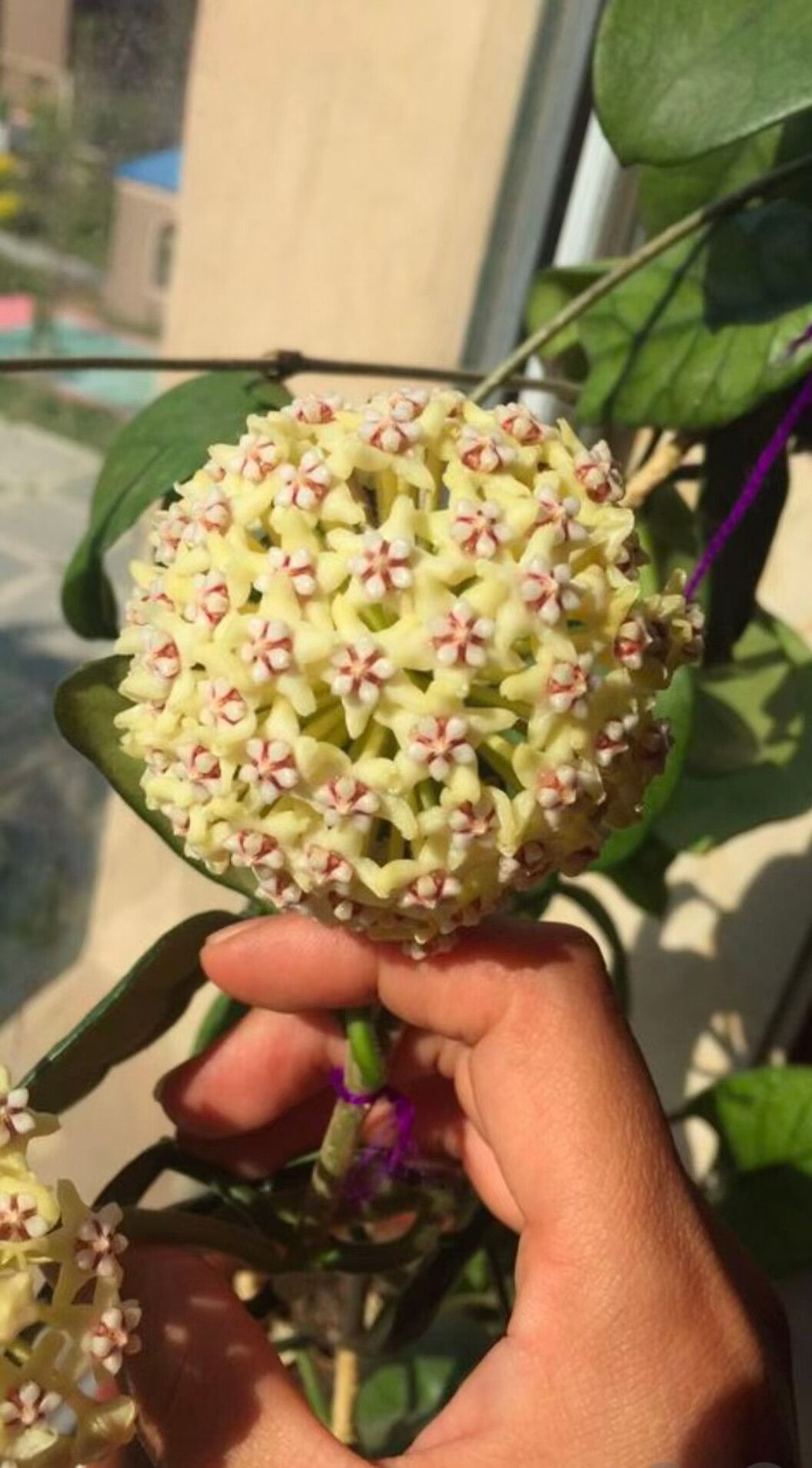 球兰 大方叶球兰 扇形叶片 攀爬绿植室内盆栽  hoya villosa