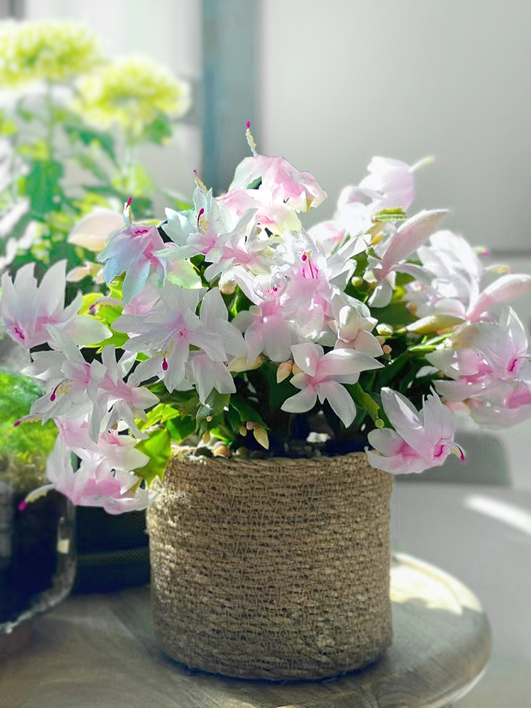白玛丽蟹爪兰带花苞花卉室内盆栽绿植四季常青白玛丽稀有品种好养