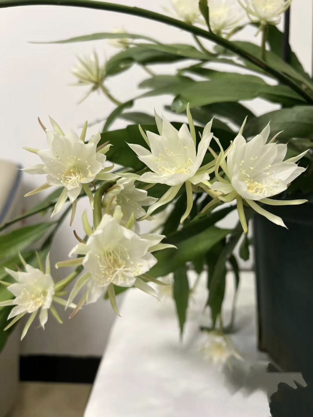 印尼小叶昙花印尼小叶昙花多季开花昙花一现浓香型原盆原土家庭