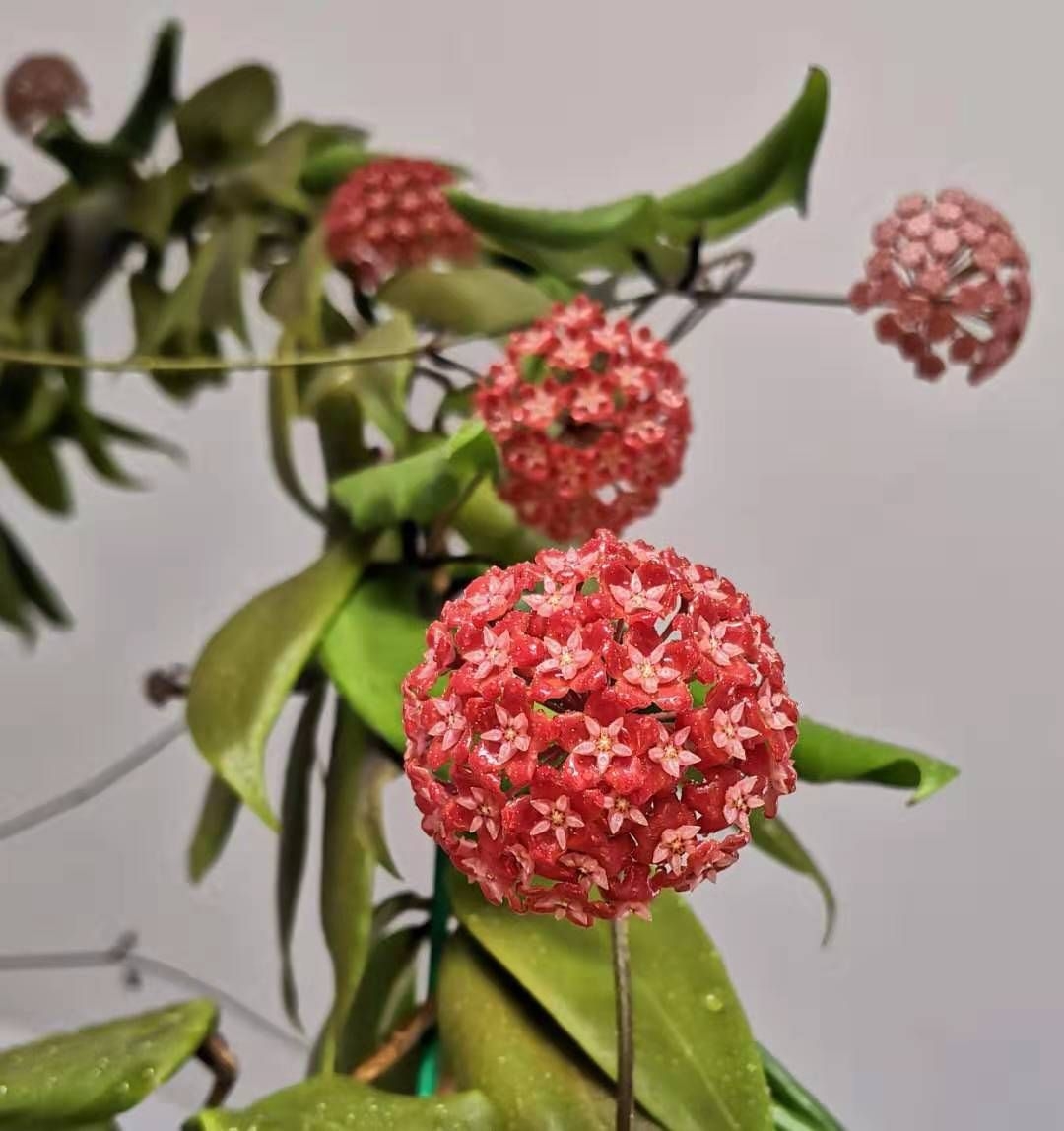 室内攀爬绿植火红球兰Hoya ilagiorum大苗球兰当年开花-封面