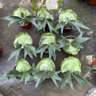 二岐鹿角蕨/盆栽鹿角蕨新奇植物热植蕨类网红植物卫生间耐阴植物