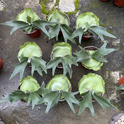 二岐鹿角蕨/盆栽鹿角蕨新奇植物热植蕨类网红植物卫生间耐阴植物