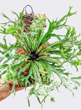 花叶白锦鸟巢蕨白月光挂板挂墙绿植苔藓蕨类植物盆栽水培垂吊壁挂