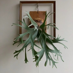 鹿角蕨板植挂板二岐鹿角蕨挂墙绿植苔藓蕨类植物盆栽水培垂吊壁挂