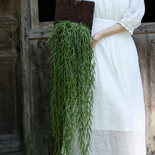 线叶球兰 板植 开花耐荫耐旱 新奇室内绿植 壁挂植物家居绿植