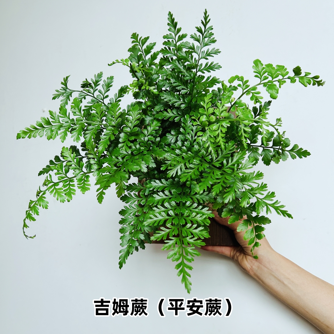 吉姆眼镜蛇蕨挂墙植物苔藓蕨盆栽