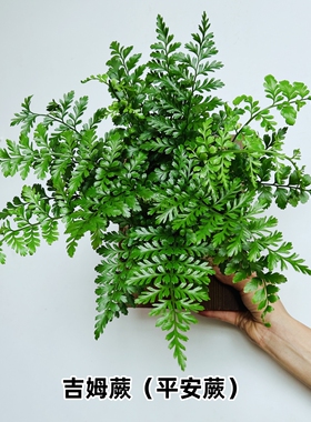板植吉姆蕨眼镜蛇鸟巢蕨挂墙绿植苔藓蕨类植物盆栽水培垂吊壁挂