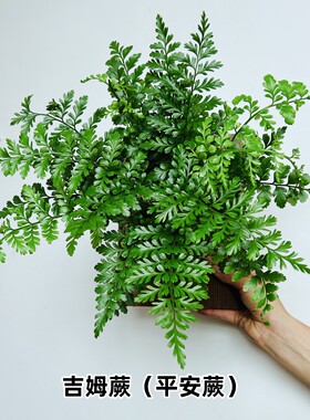 吉姆眼镜蛇蕨挂墙植物苔藓蕨盆栽