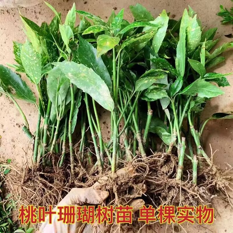 洒金珊瑚树苗常绿彩叶灌木类
