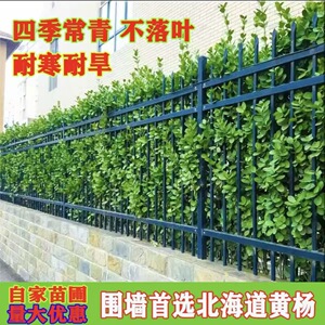 冬青黄杨苗四季常青耐寒绿篱