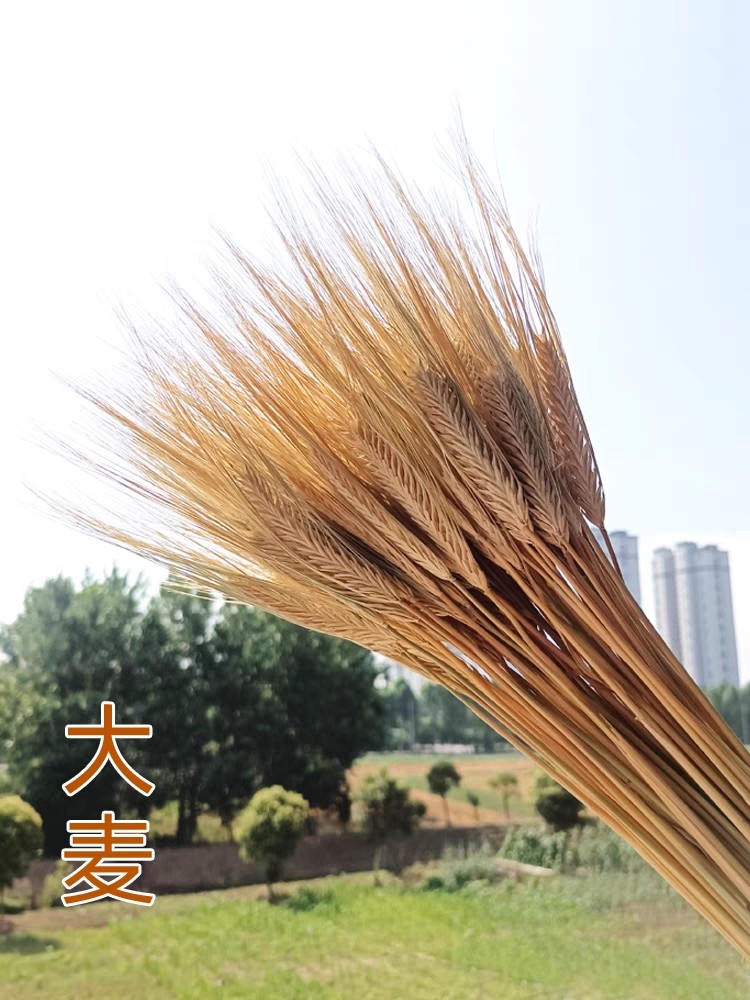 麦穗干花花束田园花束开业大麦