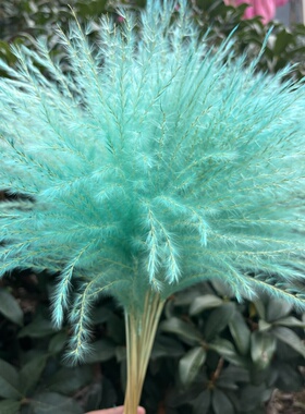 软毛拂尘永生花蓝色芦苇干花婚庆拍摄家居摆件彩色装饰道具干花