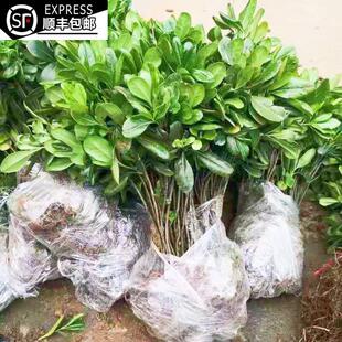 海桐树苗四季常青庭院绿化植物绿篱工程苗木耐寒篱笆小苗