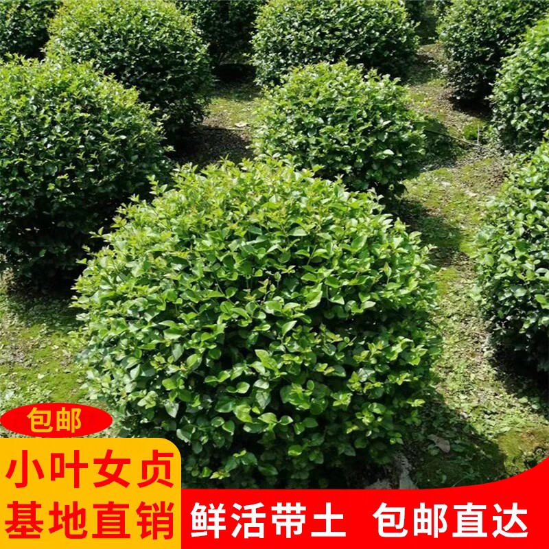 红叶石楠球冬青球小叶女贞球金叶女贞球四季常青花苗庭院绿化树苗