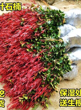 红叶石楠杯苗绿篱笆围墙树苗庭院别墅工厂花坛彩叶绿化苗绿化树苗