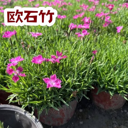 欧石竹四季开花草坪耐寒花苗