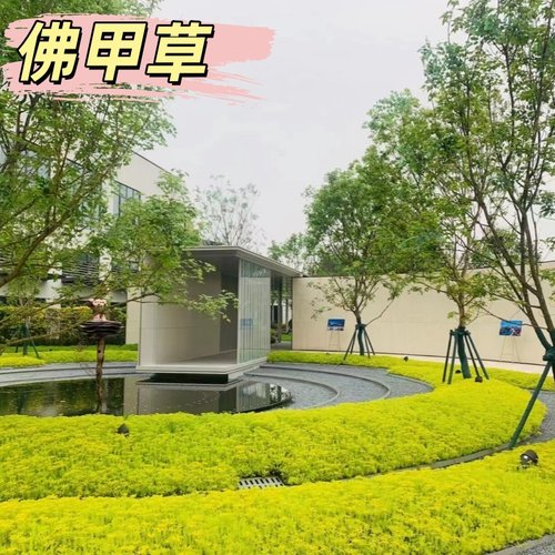 黄金佛甲草盆栽庭院别墅地被植物