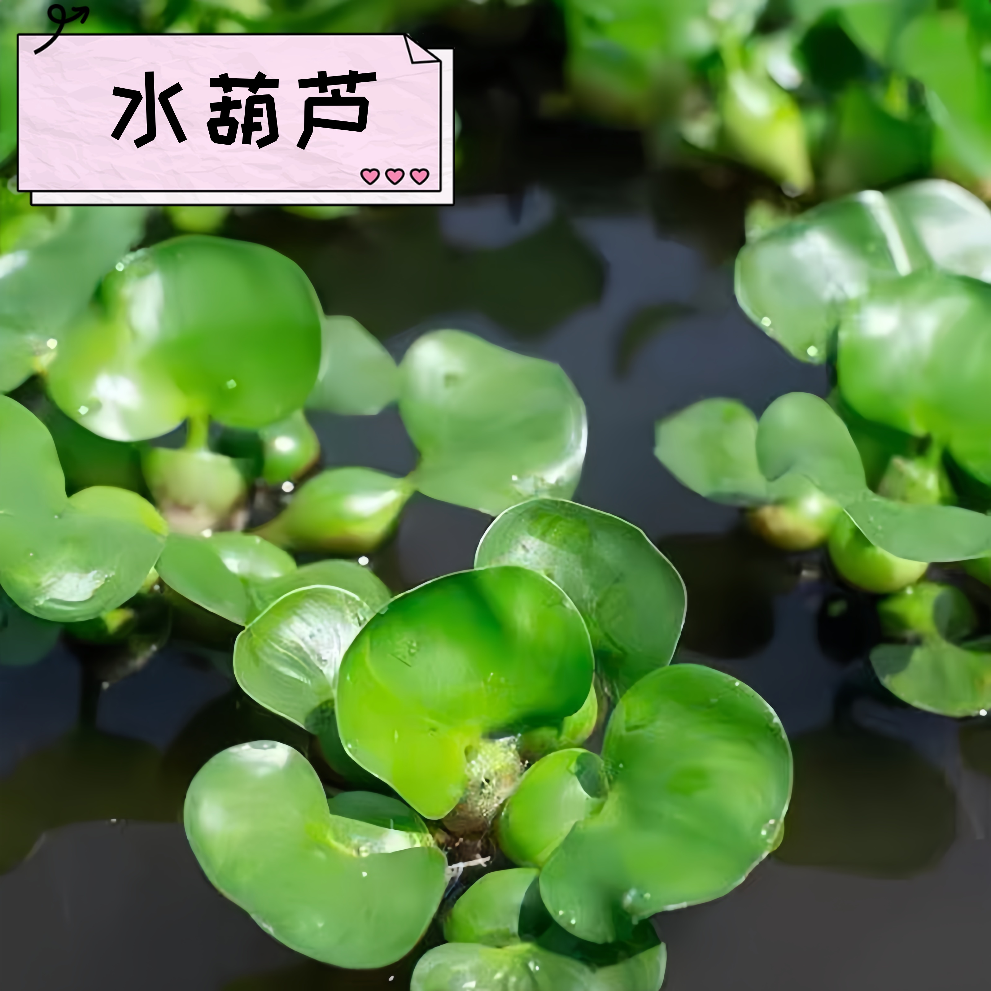 水芙蓉水葫芦水培植物净化水质