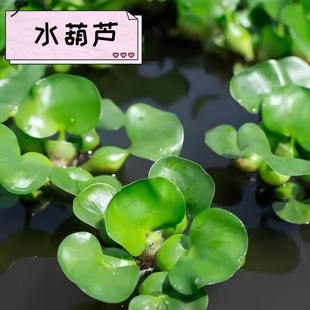 水芙蓉鱼缸水培植物和鱼共葫芦造景水葫芦净化水质生态缸增氧浮萍