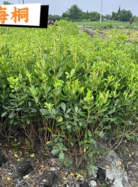 海桐苗 海桐树苗 海桐球庭院园林绿篱笆植物围墙四季常青气味芳香