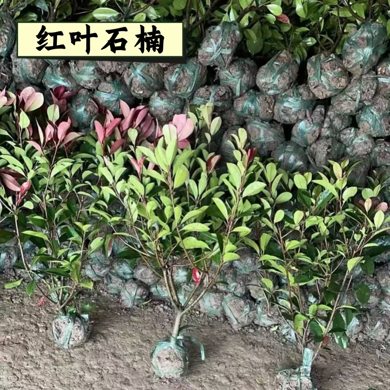 红花继木苗四季红叶彩色盆景