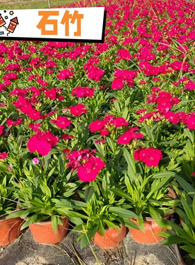 花边石竹花苗开花草坪耐寒耐旱高杆石竹庭院多年生宿根好养易成活