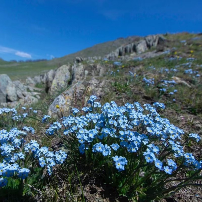 蓝色勿忘我易活阳台盆栽