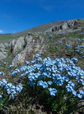 蓝色勿忘我勿忘草种子籽易活阳台盆栽盆栽花苗庭院室内外阳台鲜花