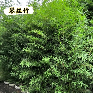 琴丝竹紫竹金镶玉竹人面竹凤尾竹/熊猫竹 绿植净化空气办公室植物