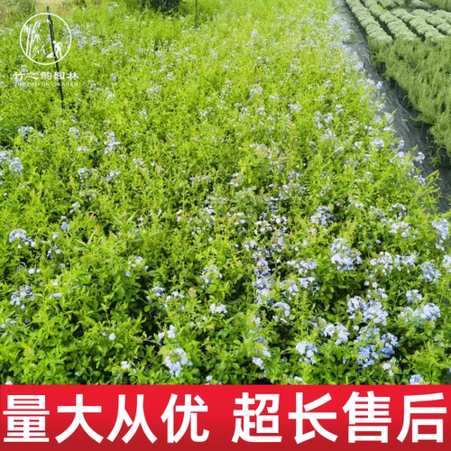 蓝雪花盆栽耐热好养净化空气